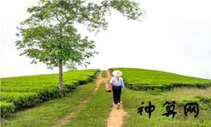 梦到捡了一个鹅蛋(梦到捡了一个鹅蛋好不好)