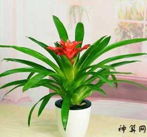 新家养什么风水植物好(新家养什么风水植物好呢)