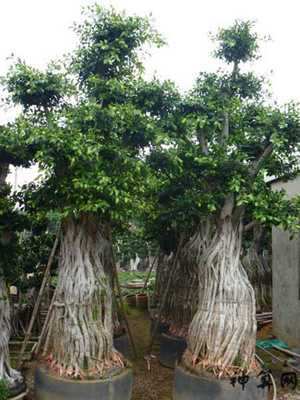 屋内榕树风水(榕树家里风水有什么)