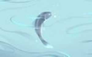 梦见养的鱼死了是什么意思(梦见养的鱼死了是什么意思周公解梦)