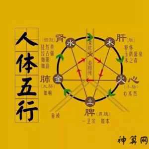 五脏是什么生肖(五脏是什么生肖动物)