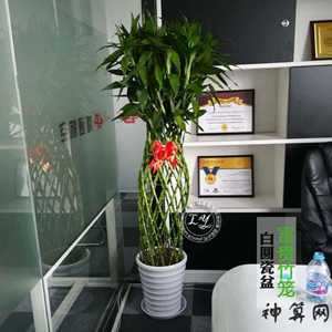 电脑桌上摆绿植风水(电脑桌上摆绿植风水好吗)