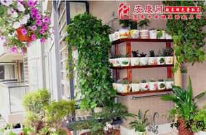 室外种什么植物风水好(室外种什么植物风水好又旺财)