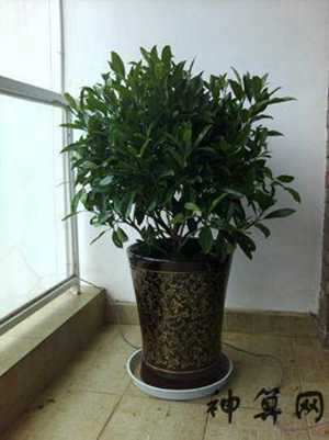 非洲茉莉室内摆放风水(非洲茉莉室内摆放风水好吗)