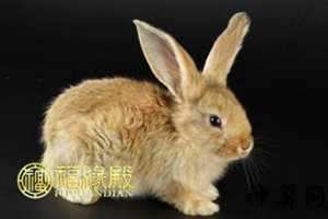 属蛇的男人今日运势(属蛇的男人今日运势如何)