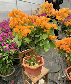 室内放花风水(室内放的花有哪些)
