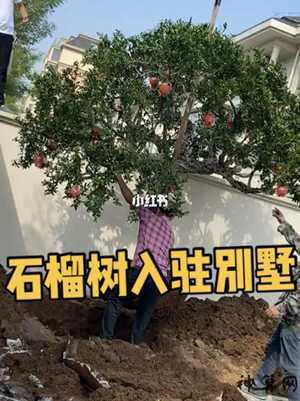 观赏石榴风水(观赏石榴风水禁忌)