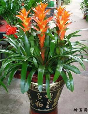 风水什么花好(风水什么花好养)