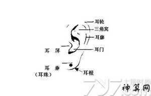 耳朵风水图解(耳相16种图解)