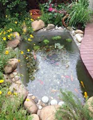 鱼池底风水(庭院鱼池底部)
