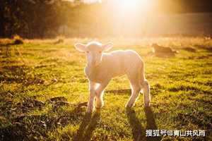 今年属羊的财运怎么样(今年属羊的财运怎么样免费查看一下)