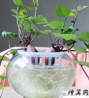 办公室养红薯风水好吗(办公室养红薯风水好吗视频)