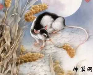 属鼠在2018年运势如何(属鼠在2018年运势如何)