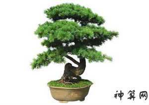 旺风水的办公植物有哪些(旺风水的办公植物有哪些图片)