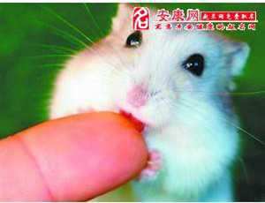 做梦梦见两只老鼠咬我(做梦梦见两只老鼠咬我脚)