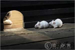 鼠孩卧室风水(鼠孩卧室风水好不好)