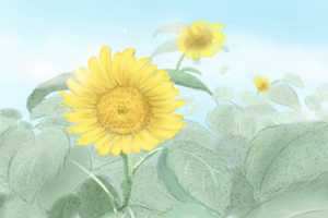 家里再穷也要养这3种花(家里再穷也要养这3种花)