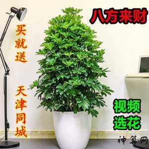 摇钱树风水种植