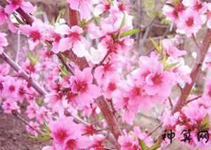 风水怎样看桃花运(风水怎样看桃花运好坏)