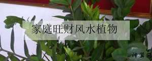 风水旺财植物指南(风水旺财植物指南图片)