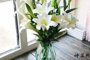 房间摆放百合花玫瑰花风水(房间摆放百合花玫瑰花风水好吗)