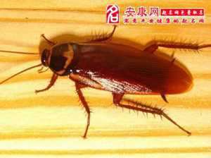 做梦梦见蟑螂爬了一床(做梦梦见蟑螂爬了一床又爬出来)