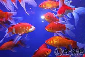 86虎适合养那种风水鱼(86虎适合养什么鱼)