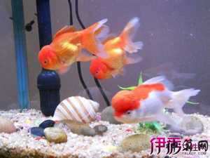金鱼在风水学上有含义(金鱼对风水有什么说法)