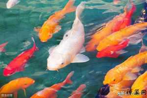 有人不能养风水鱼吗(有人不能养风水鱼吗为什么)