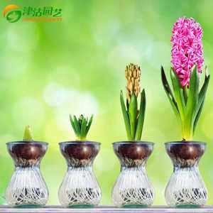 绿化又美观水培植物有哪些(水培绿色植物)