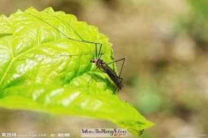 做梦梦见蛾子吃蚊子(做梦梦见蛾子吃蚊子什么意思)