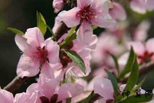 家里种花桃花运风水(家里种花桃花运风水好吗)