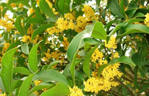 桂花的花语是什么(桂花的花语是啥)