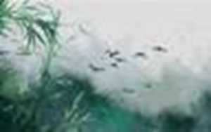 翡翠龙牌大概多少钱一个(翡翠龙牌大概多少钱一个啊)