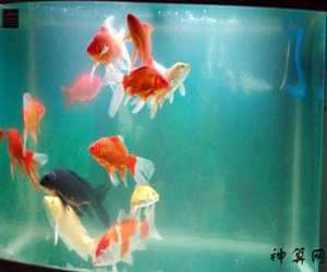 属鸡的养几条风水鱼(属鸡的养几条风水鱼最好)