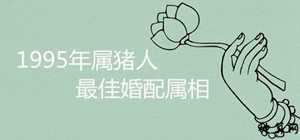 95年女猪感情运势