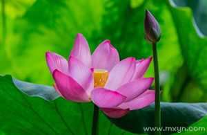 做梦梦见莲花好不好(做梦梦见莲花好不好呢)