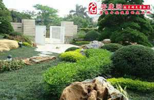 院子植物风水