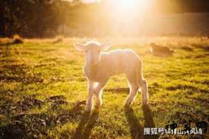 67年羊19年运势(67年的羊2019年的运势)