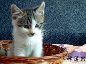 小猫到家里来风水(小猫到家里来风水好吗)