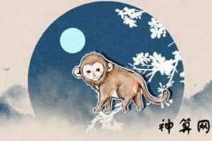 1980年属猴婚姻运势(1980年属猴婚姻运势如何)