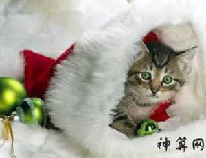 风水学养猫(风水学养猫有什么讲究)