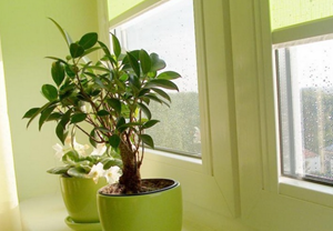 家居植物风水可以选择哪些植物(家居风水植物)