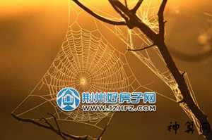 风水院子有蜘蛛网好吗(风水院子有蜘蛛网好吗视频)