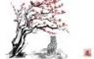 今年属虎的女人财运怎么样(今年属虎的女人财运怎么样啊)