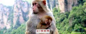 属猴今日运程每日运势(属猴今日运程每日运势生肖)