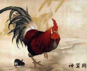 1981属鸡女转折点2022(1981属鸡女转折点2022年会怎么样)