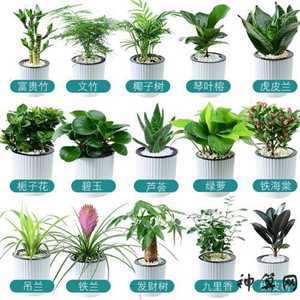 桌面盆栽植物风水(桌面盆栽植物风水讲究)