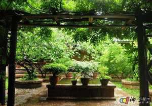 宅院花草风水(宅院花草风水讲究)