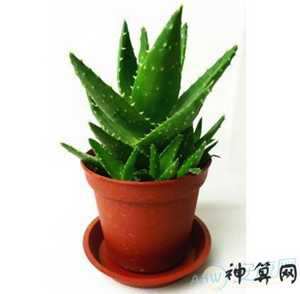 芦荟影响风水